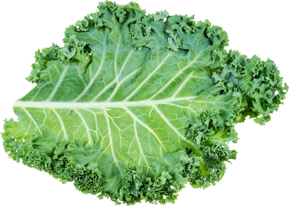 Single Leaf of Curly-Leaf Kale Isolated